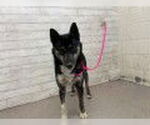 Small German Shepherd Dog Mix