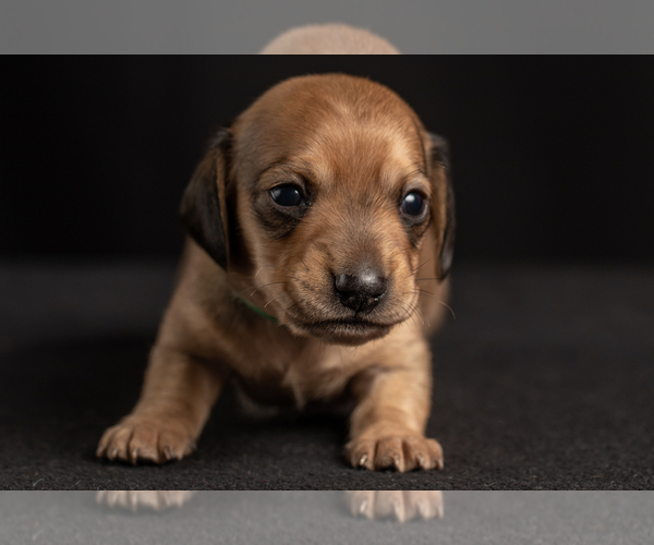 Medium Photo #46 Dachshund Puppy For Sale in CROWLEY, TX, USA