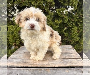 Poo-Ton Puppy for sale in MIDDLEBURY, IN, USA