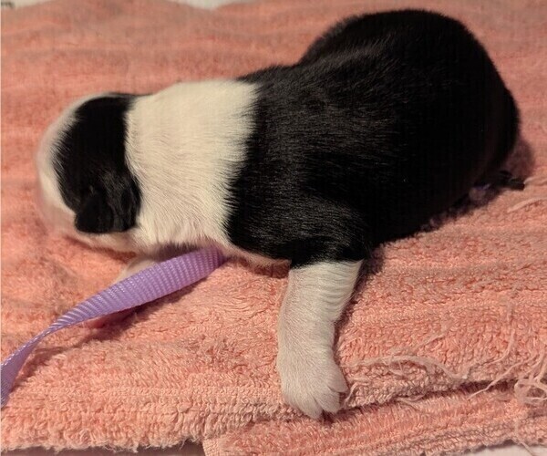 Medium Photo #55 Australian Shepherd Puppy For Sale in SYLVA, NC, USA