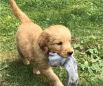 Small Photo #3 Golden Retriever Puppy For Sale in FINLAYSON, MN, USA