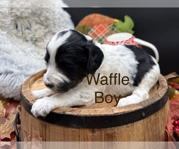 Medium Photo #1 Goldendoodle mix (+ Poodle Miniature) Puppy For Sale in HAYDEN, AL, USA