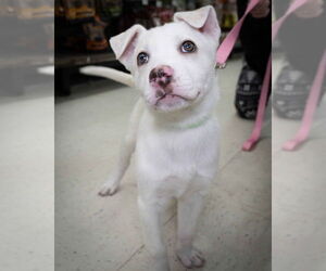 Mutt Dogs for adoption in Wilmington, NC, USA