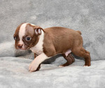 Small Photo #2 Boston Terrier Puppy For Sale in HOMINY, OK, USA