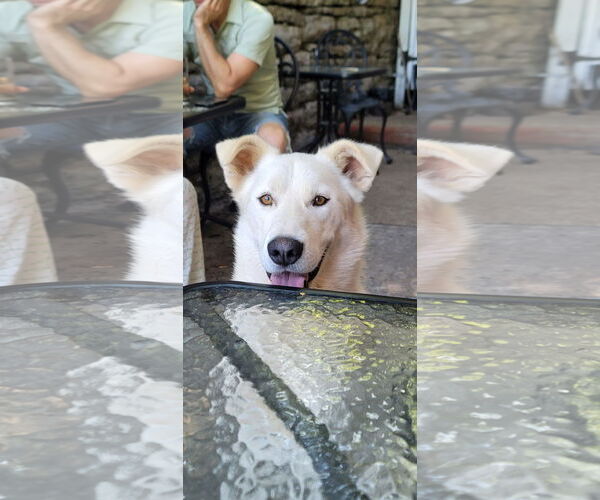 Medium Photo #2 Siberian Husky-Unknown Mix Puppy For Sale in Green Forest, AR, USA