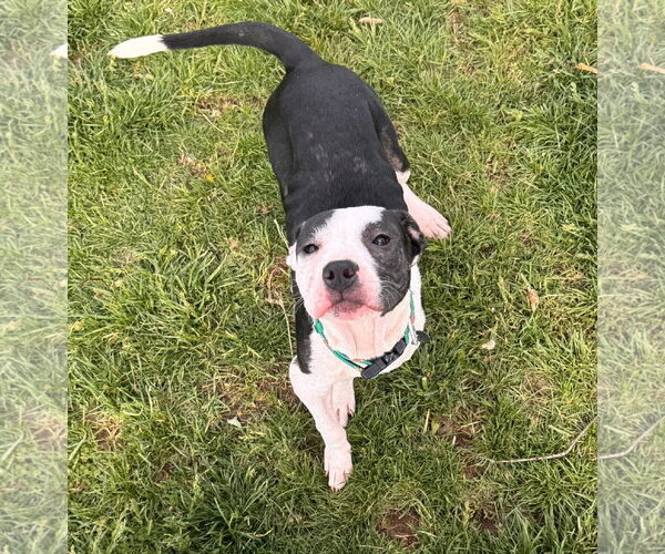 Medium Photo #4 American Pit Bull Terrier-Unknown Mix Puppy For Sale in Germantown, OH, USA