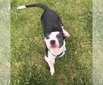 Small #3 American Pit Bull Terrier Mix