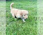 Small #5 Aussiedoodle-Labradoodle Mix
