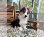 Brooks - Male Pembroke Welsh Corgi Puppy for Sale - Photo #7