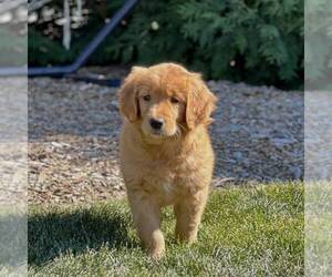 Golden Retriever Puppy for sale in GORDONVILLE, PA, USA