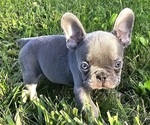 Puppy Boston French Bulldog