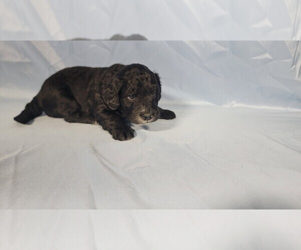 Medium Photo #3 Bernedoodle (Miniature) Puppy For Sale in PEYTON, CO, USA