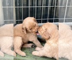 Small #1 Golden Retriever