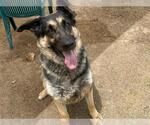Small #1 German Shepherd Dog Mix