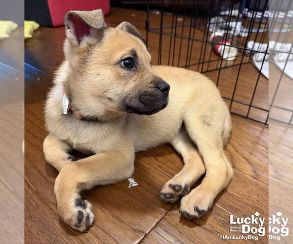 Medium Photo #3 Mutt Puppy For Sale in Washington, DC, USA