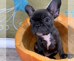 Small Photo #13 French Bulldog Puppy For Sale in ROYAL PALM BEACH, FL, USA