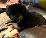 Small Photo #9 Australian Shepherd Puppy For Sale in MERCER, WI, USA
