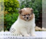 Timmy - Male Pomeranian Puppy for Sale - Photo #3