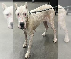 Argentinian Mastiff Dogs for adoption in Forestville, MD, USA