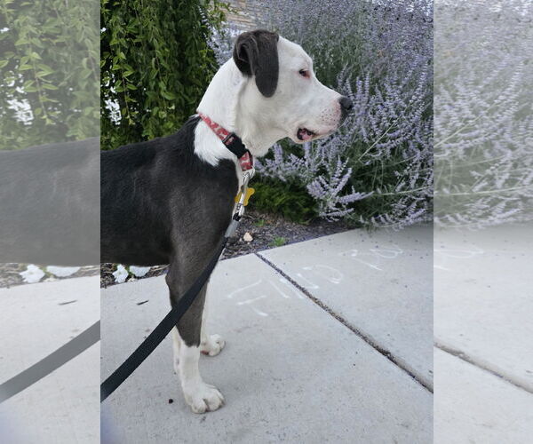 Medium Photo #11 American Pit Bull Terrier-Unknown Mix Puppy For Sale in Sandy, UT, USA