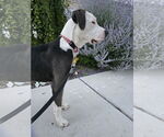Small #10 American Pit Bull Terrier Mix