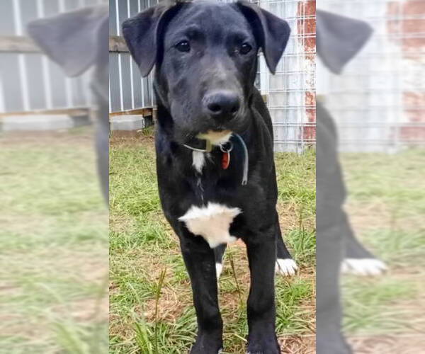 Medium Photo #1 Labrador Retriever-Unknown Mix Puppy For Sale in Frankston, TX, USA