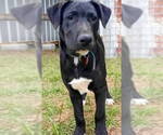 Small Labrador Retriever Mix