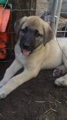Anatolian Shepherd Puppy for sale in BROOKSVILLE, FL, USA