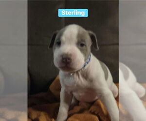 Mutt Dogs for adoption in Springdale, PA, USA