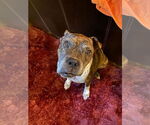 Small #22 Boxer Mix