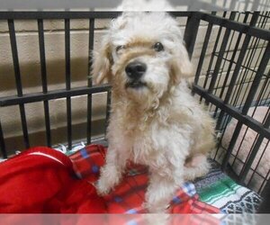 Poodle (Miniature)-Unknown Mix Dogs for adoption in Orange, CA, USA