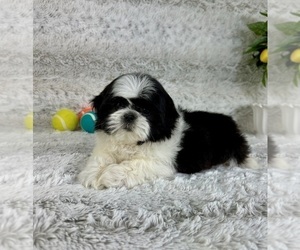 Shih Tzu Puppy for sale in GREENFIELD, IN, USA
