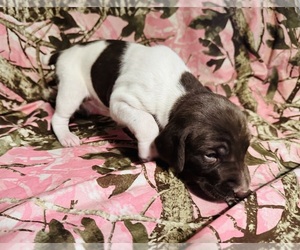 German Shorthaired Pointer Puppy for sale in WOODLAND PARK, CO, USA