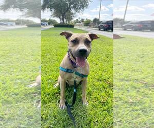 America - Female Mutt Dog for Adoption - Photo #11
