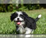 Small #2 Auss-Tzu