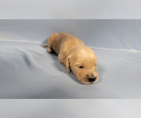 Medium Photo #49 Golden Retriever Puppy For Sale in BLACK FOREST, CO, USA