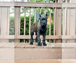 Cane Corso Puppy for sale in DOUGLASVILLE, GA, USA