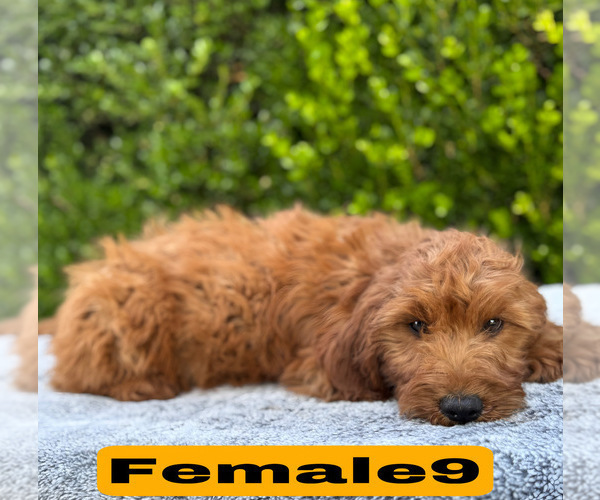 Medium Photo #26 Goldendoodle (Miniature) Puppy For Sale in BAKERSFIELD, CA, USA