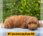 Small #25 Goldendoodle (Miniature)