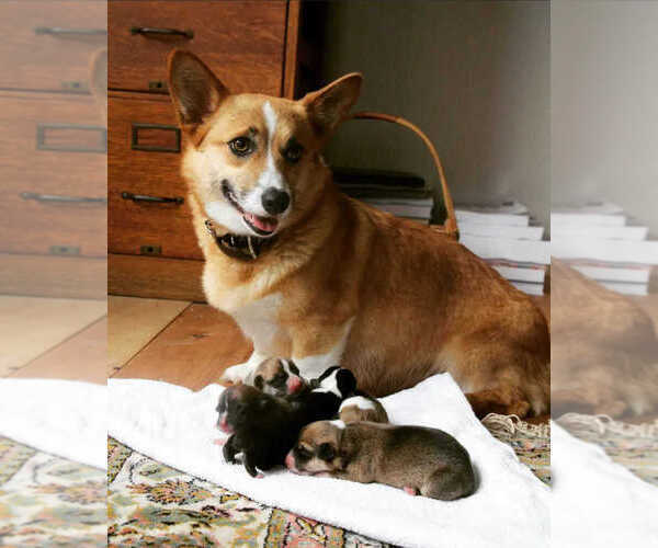 Medium Photo #1 Pembroke Welsh Corgi Puppy For Sale in FAIR GROVE, MO, USA