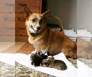 Mother of the Pembroke Welsh Corgi puppies born on 12/04/2025