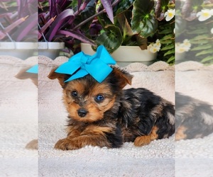 Yorkshire Terrier Puppy for Sale in INDIANAPOLIS, Indiana USA