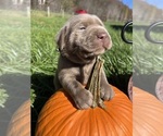 Image preview for Ad Listing. Nickname: AKC Silver Lab