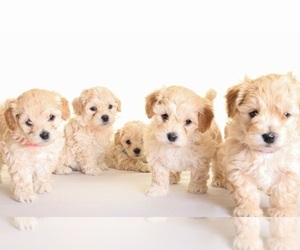 Maltipoo-Poodle (Miniature) Mix Puppy for sale in SAN JOSE, CA, USA