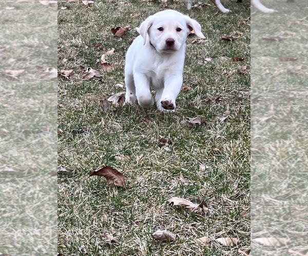 Medium Photo #1 Labrador Retriever Puppy For Sale in SYCAMORE, IL, USA