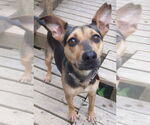 Small #2 Mutt