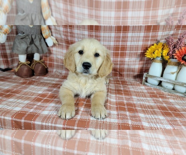 Medium Photo #10 Golden Retriever Puppy For Sale in FALCON, CO, USA