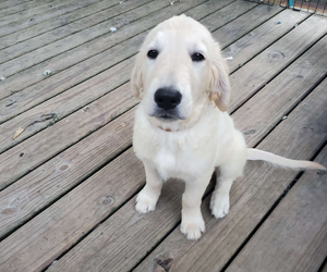 English Cream Golden Retriever Puppy for sale in CINCINNATI, OH, USA