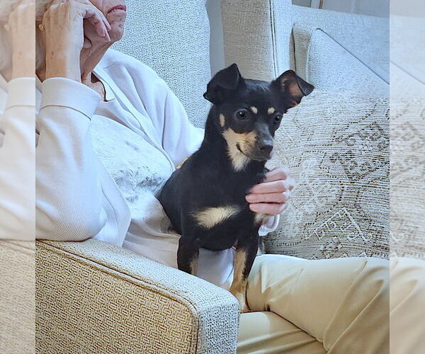 Medium Photo #2 Toy Rat Doxie Puppy For Sale in Atlanta, GA, USA