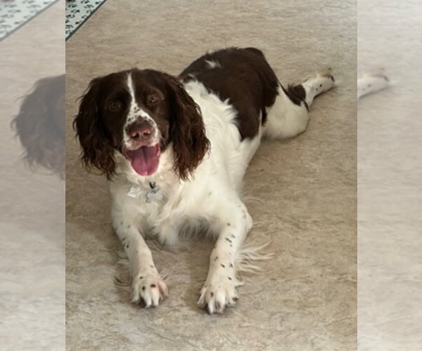 Medium Photo #4 Mutt Puppy For Sale in Springdale, PA, USA